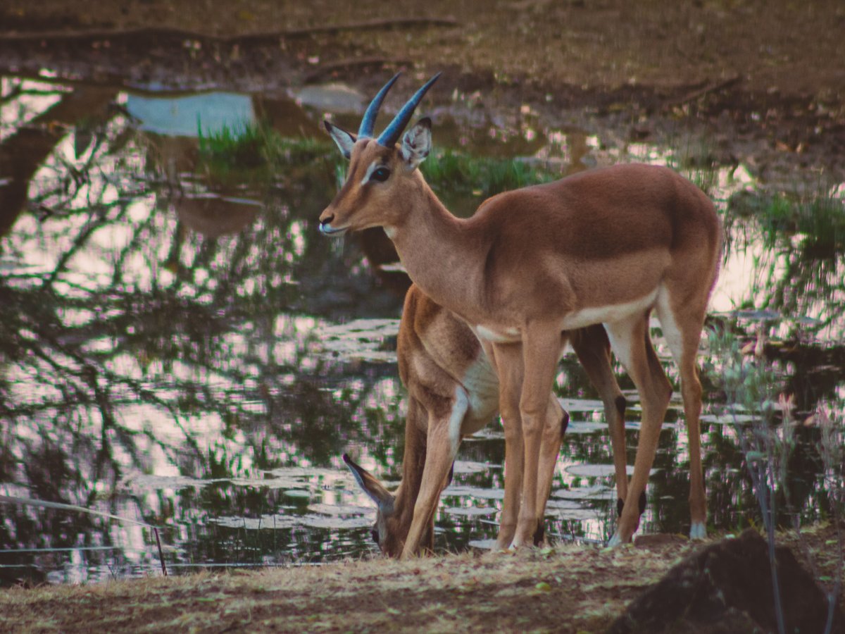 NomadsNature's tweet photo. Segaia Bush Retreat 2018: Photo Highlights - Final

The impala ram embodies the spirit of Africa's savannas, showcasing both grace and resilience. As they transition from playful youth to majestic adults, these rams develop striking features and impressive agility. https://t.co/kYJBa8qeHw