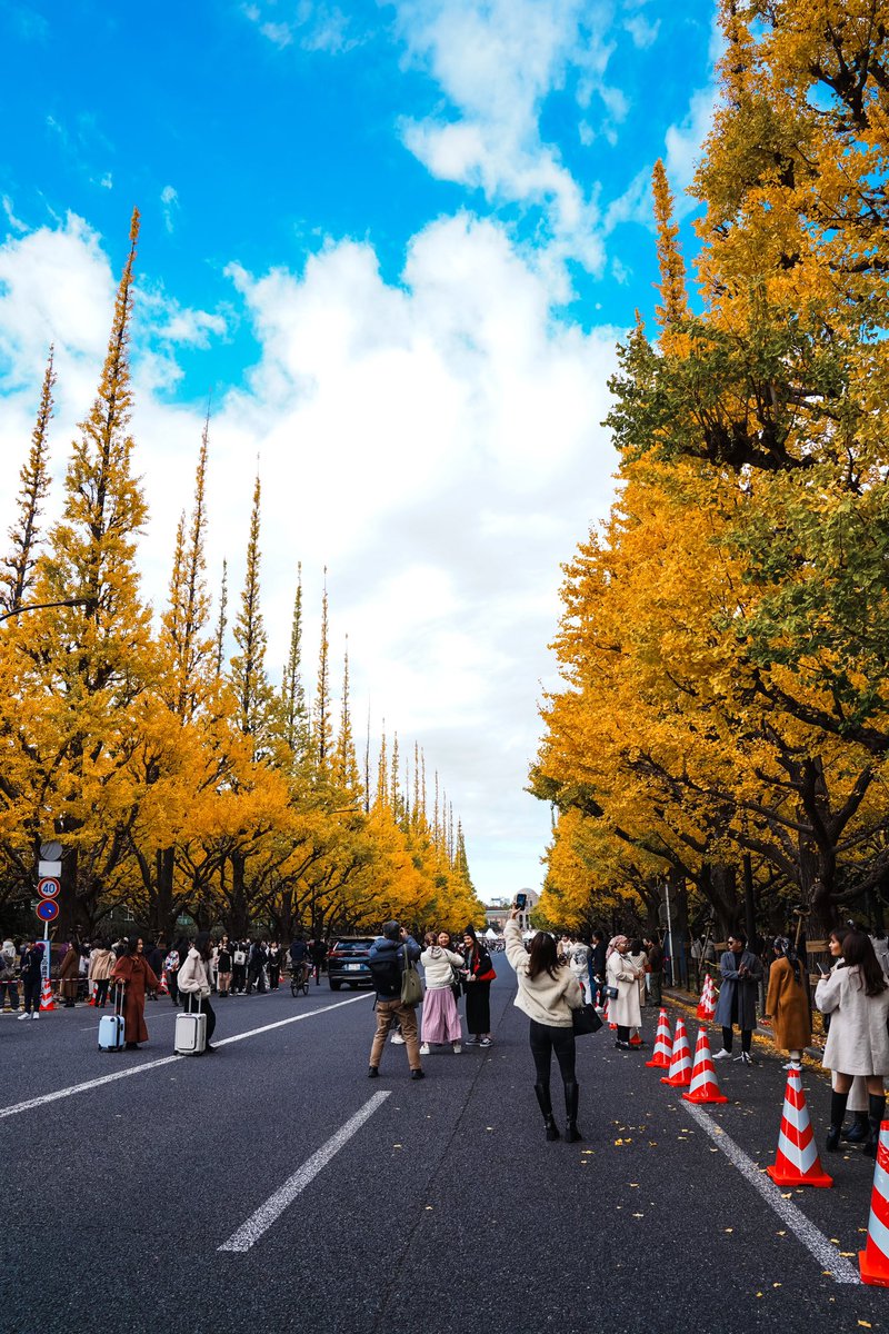 abe_japangraphy's tweet photo. 明治神宮外苑 いちょう並木2024 https://t.co/h6WWWx0N0u