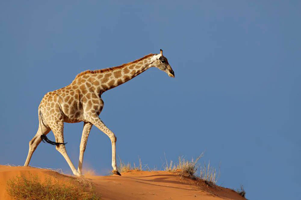 Pitt0r's tweet photo. Thank giraffe it’s Friday! #TGIF https://t.co/u9KQnrja7N