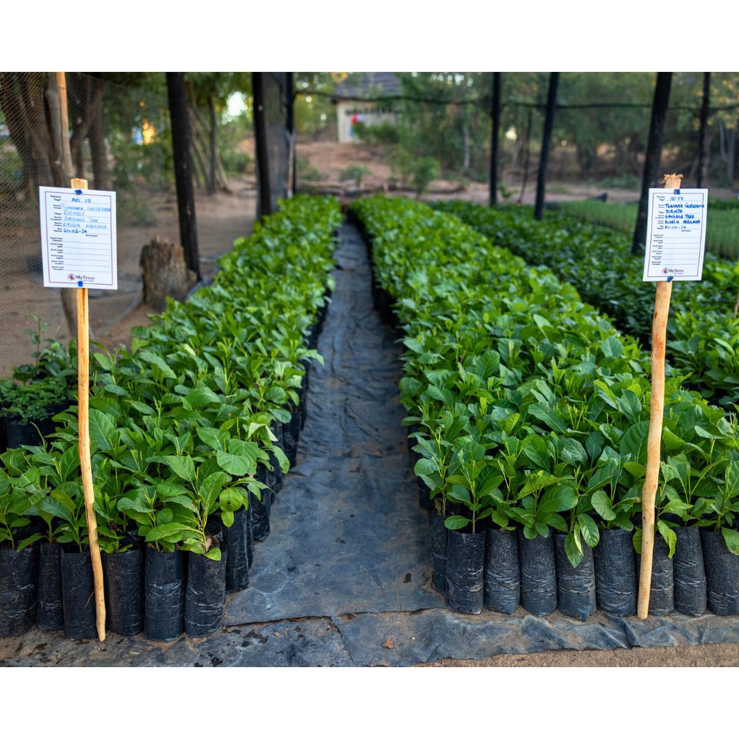 We have reached over 50% of our target for our crowdfunding call 🎯which is pretty amazing. 

Thanks for all the support, it really means a lot. 

Let’s try get as many trees as we can sponsored by 7 Dec &amp; celebrate National Tree Planting Day in style.

thunda.fund/mytrees