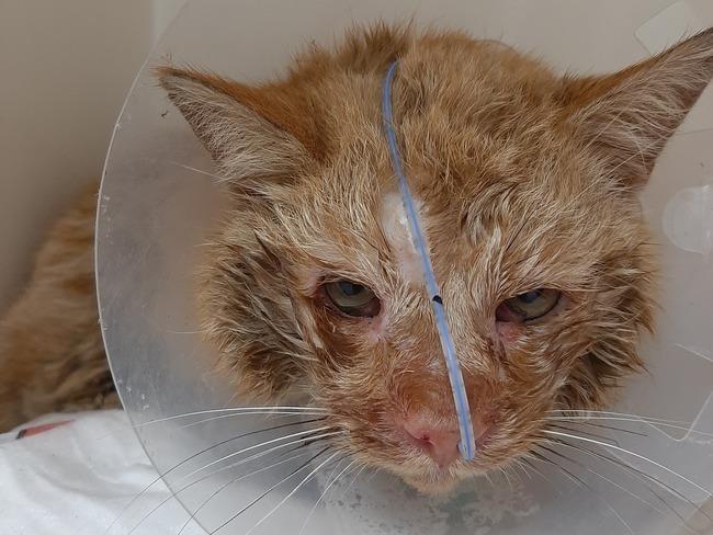 Koty w głowie 🐈 tweet media