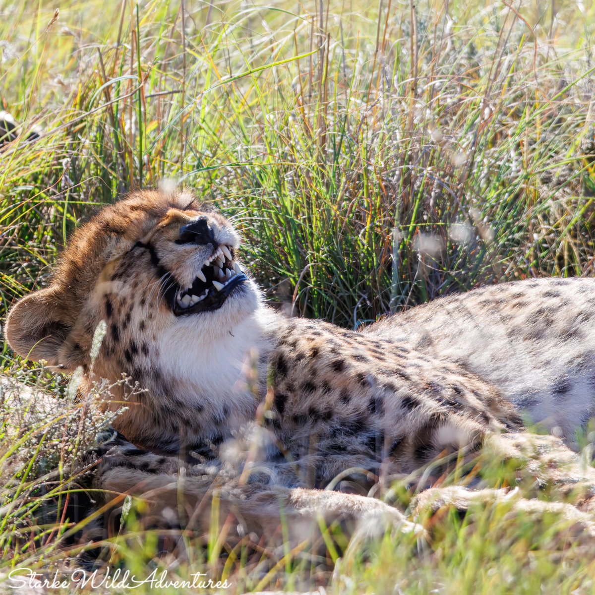 SANParksMZNP's tweet photo. With encounters like this, the ultimate treat while visiting #MountainZebraNationalPark is undoubtedly booking a space on the #CheetahTracking activity. 📷Starke Wild Adventures #LiveYourWild @SANParks https://t.co/RJCKTSc5Oq