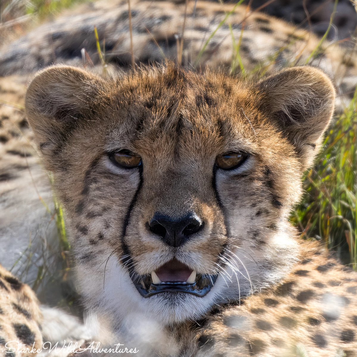 SANParksMZNP's tweet photo. With encounters like this, the ultimate treat while visiting #MountainZebraNationalPark is undoubtedly booking a space on the #CheetahTracking activity. 📷Starke Wild Adventures #LiveYourWild @SANParks https://t.co/RJCKTSc5Oq
