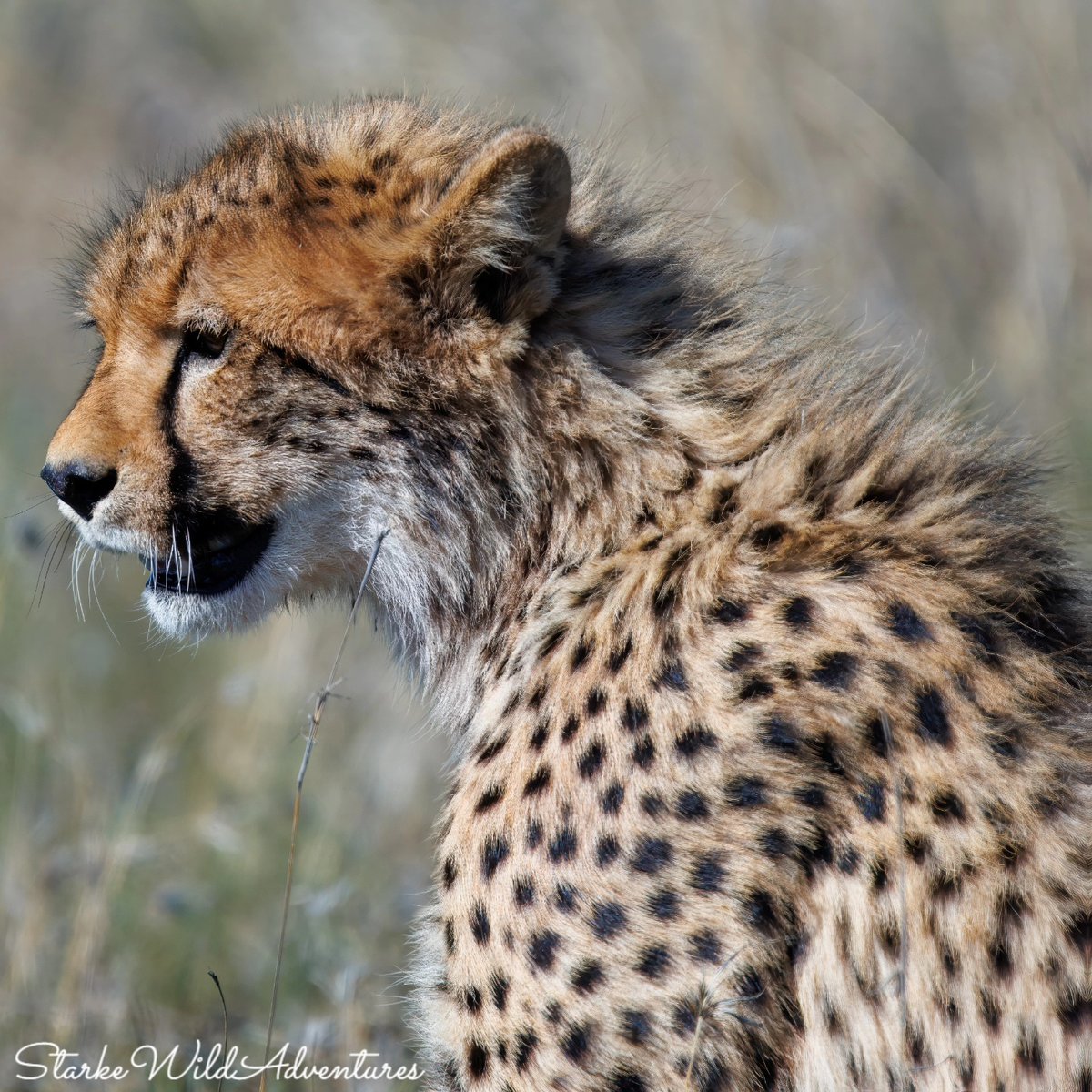 SANParksMZNP's tweet photo. With encounters like this, the ultimate treat while visiting #MountainZebraNationalPark is undoubtedly booking a space on the #CheetahTracking activity. 📷Starke Wild Adventures #LiveYourWild @SANParks https://t.co/RJCKTSc5Oq
