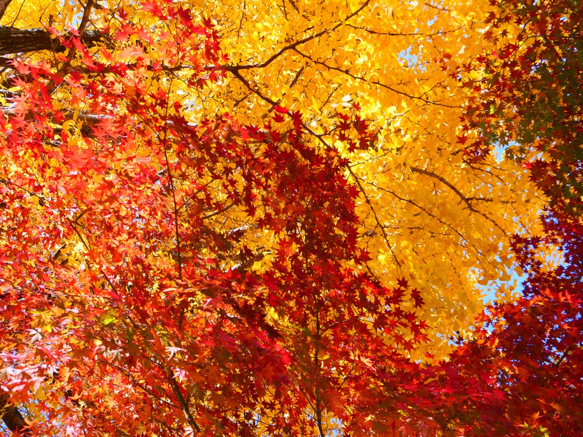 ALMA_Japan's tweet image. 国立天文台三鷹キャンパスの紅葉がピークを迎えました。週末まで見頃が続きそうです。