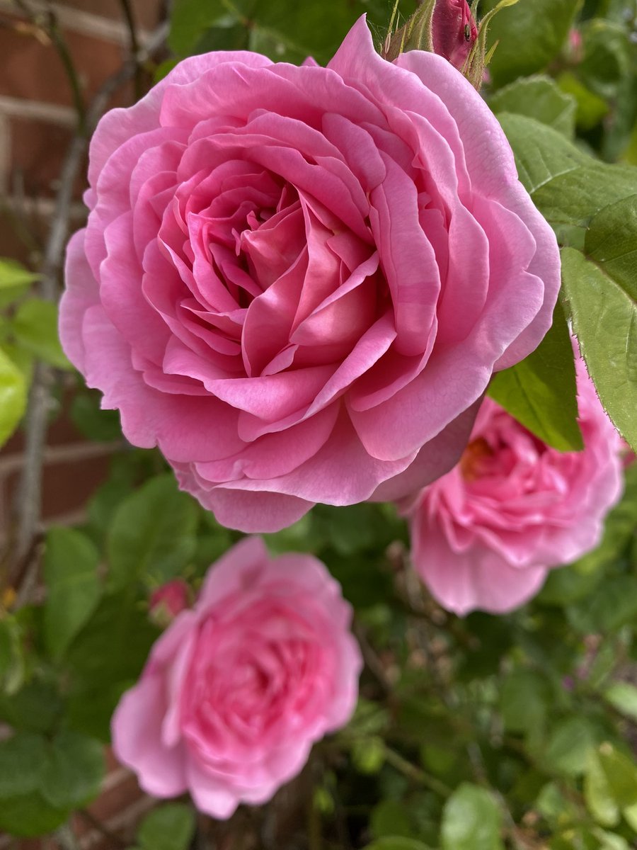 Somewhe07814641's tweet photo. Day 6 of Advent and posting a rose pic a day, continuing with one of my favourites, ‘Constance Spry’. 
#RoseADay 
Happy #FlowersOnFriday everyone. 

#gardening #Advent #Roses #MyGarden https://t.co/FMIoKkLW2v