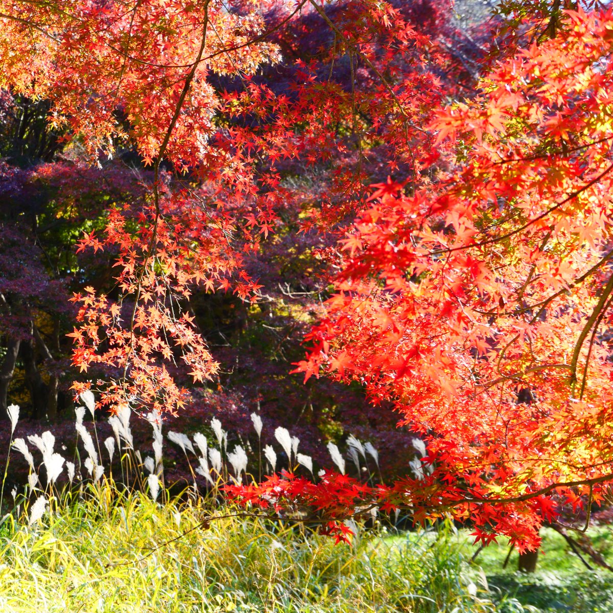 ALMA_Japan's tweet image. 国立天文台三鷹キャンパスの紅葉がピークを迎えました。週末まで見頃が続きそうです。