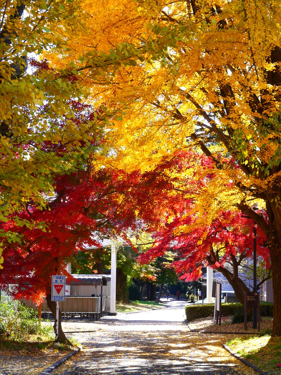 ALMA_Japan's tweet image. 国立天文台三鷹キャンパスの紅葉がピークを迎えました。週末まで見頃が続きそうです。