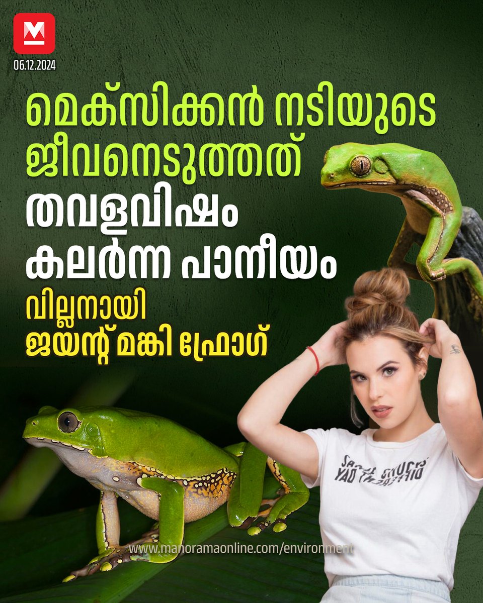 manoramaonline's tweet photo. ശരീരത്തിലടങ്ങിയ വിഷവസ്തുക്കൾ പുറന്തള്ളാൻ കോംബോ കുടിക്കുന്നത് തെക്കേ അമേരിക്കയിലെ പരമ്പരാഗത ശുദ്ധീകരണ ചടങ്ങിന്റെ ഭാഗമാണ്. #Kambo #MonkeyFrog #MarcelaAlcazarRodriguez
Read more on : https://t.co/rc3cV5GS2B https://t.co/Br0pL8EaS0
