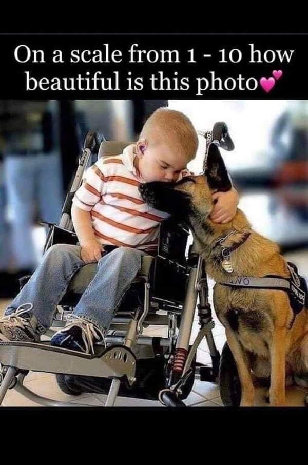 𝕏 Dogs tweet media