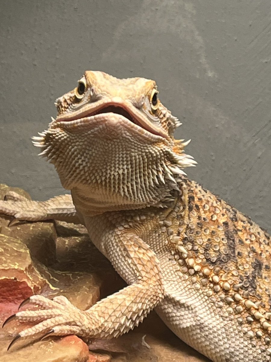 clementinednd's tweet photo. @EXandB_Official No fur babies, sadly, but meet Shellby, the red-eared slider, and Wink, the bearded dragon. 💙💙  My question for Ex would be how did he choose Whiskers, and does Whiskers ever lend a helping paw? 😊 https://t.co/qG1FoCx3DU