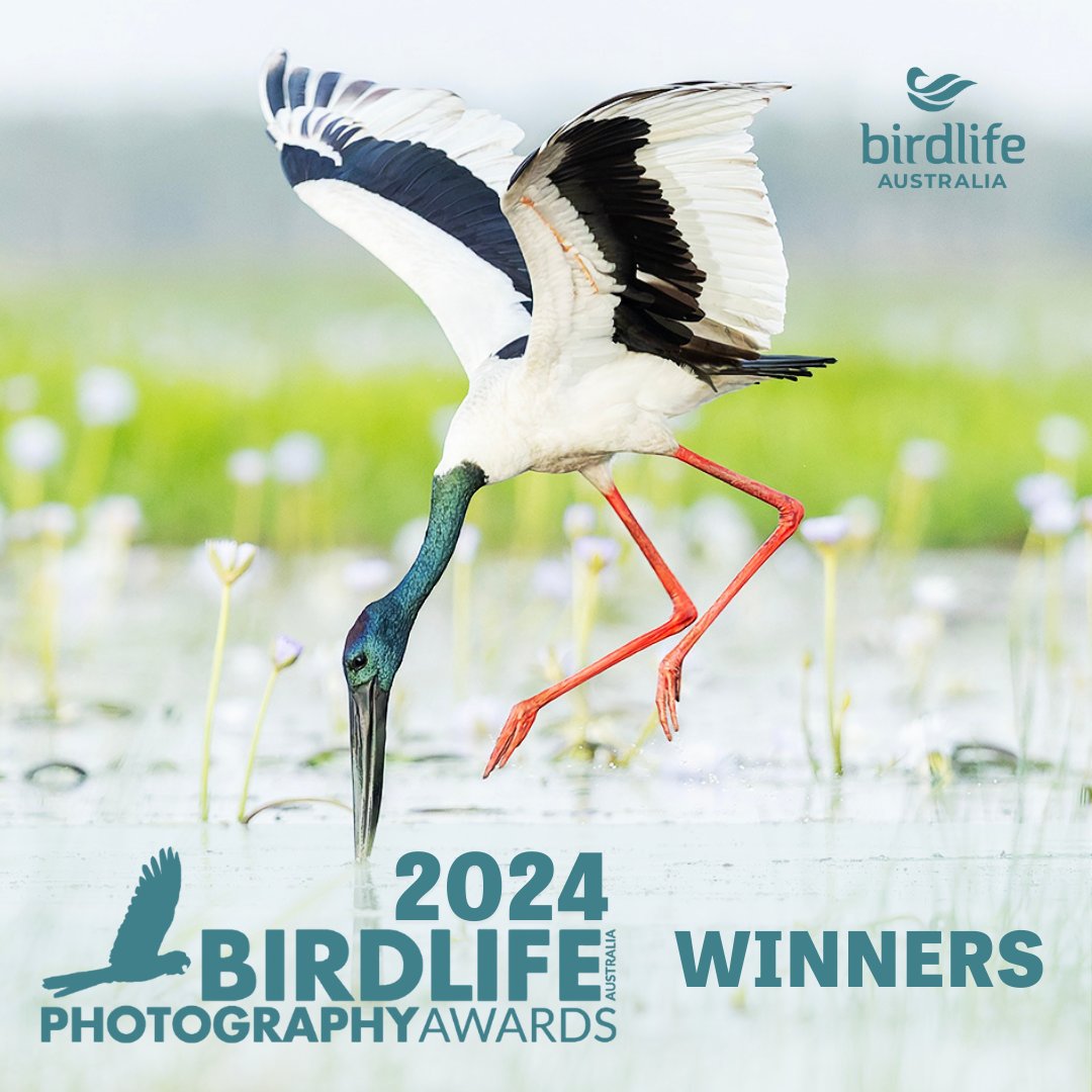 🎉 Introducing the winners of the 2024 BirdLife Australia Photography Awards! 

🔗See the gallery here: birdlifephotoaward.org.au/gallery-winner…

Congrats to the photographers on their award-winning shots, and to all the entrants for showcasing the beauty and brilliance of Australia’s birds.