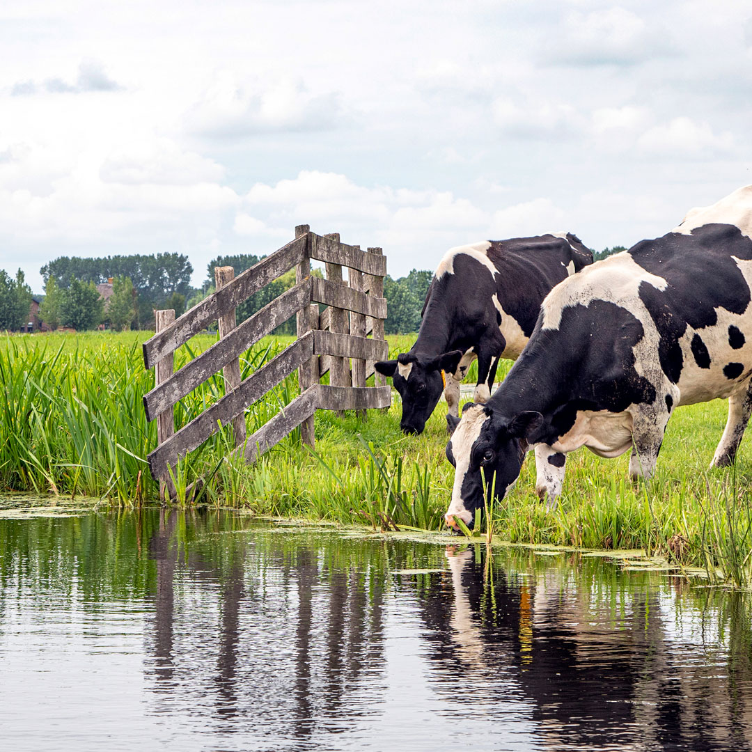 Kunskapscentrum för livsmedelsberedskap – djuren som ger oss mjölk, ägg och kött ska skyddas. – De flesta smittor hos djur har naturliga orsaker, men man måste vara öppen för risken att ett smittämne har spridits medvetet, säger Karin Artursson, på SVA. sva.se/aktuellt/press…