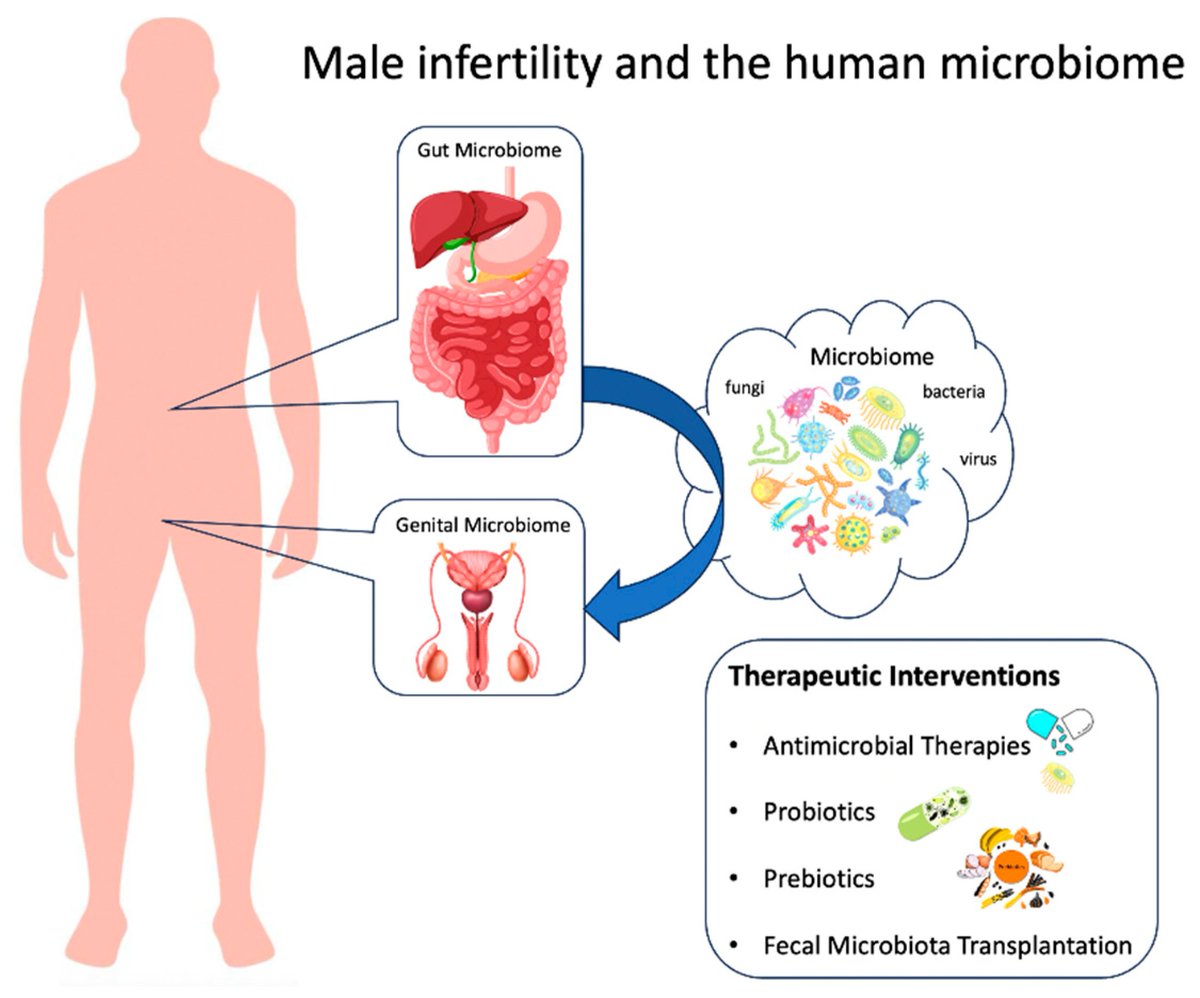 JPM_MDPI (@jpm_mdpi) on Twitter photo #PrecisionMedicine
📜"Microbial Dysbiosis and Male Infertility: Understanding the Impact and Exploring Therapeutic Interventions"
👥University of Ioannina
🔗mdpi.com/2517878
#male #infertility #microbial_dysbiosis
<a href="/MediPharma_MDPI/">MDPI Medicine & Pharmacology</a> #PrecisionMedicine
📜"Microbial Dysbiosis and Male Infertility: Understanding the Impact and Exploring Therapeutic Interventions"
👥University of Ioannina
🔗mdpi.com/2517878
#male #infertility #microbial_dysbiosis
<a href="/MediPharma_MDPI/">MDPI Medicine & Pharmacology</a>