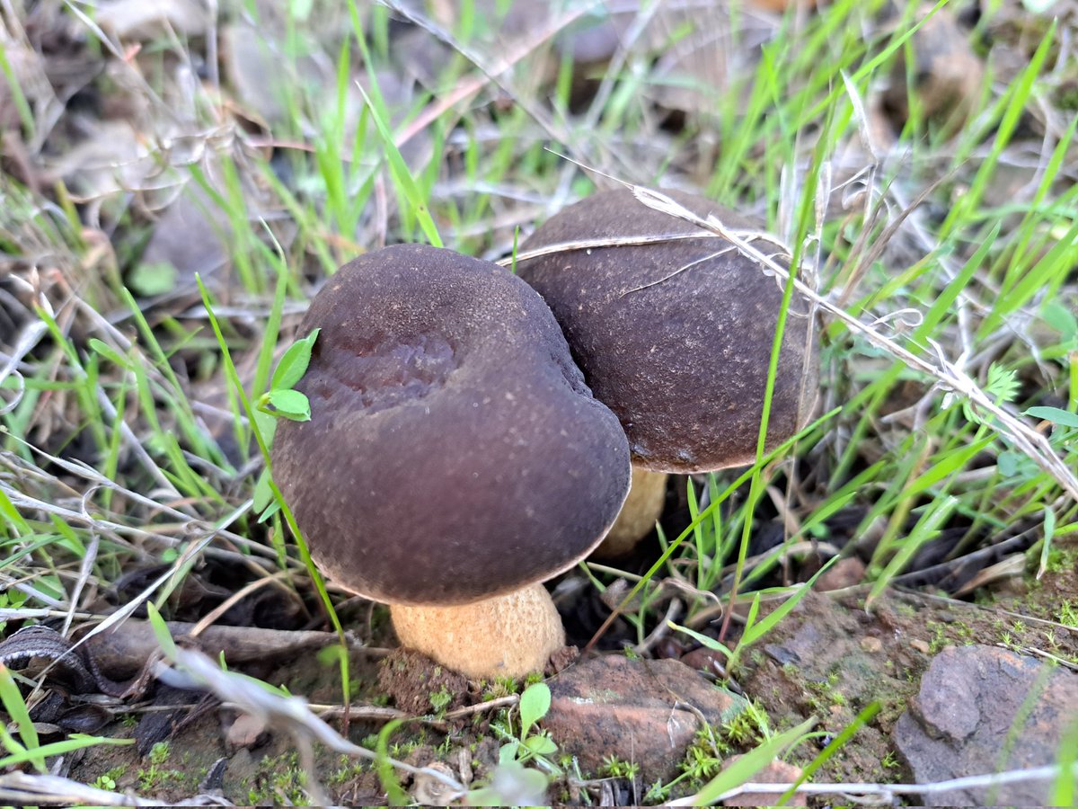 aksa7008's tweet photo. Leccinum corsicum #sardegna https://t.co/DCXXyv0KOA