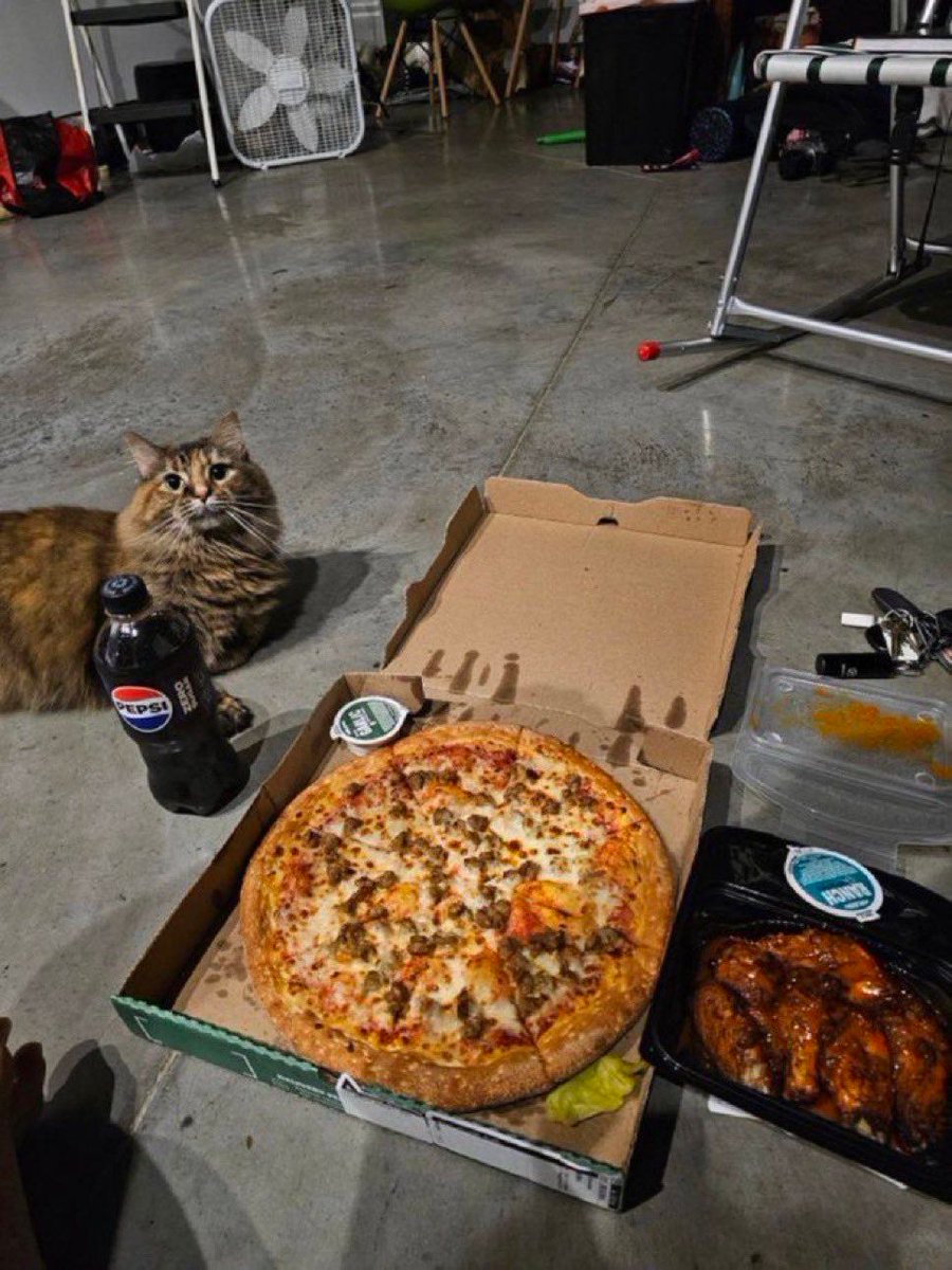 ShouldHaveCat's tweet photo. this is all you need in life https://t.co/U19He5lJTK