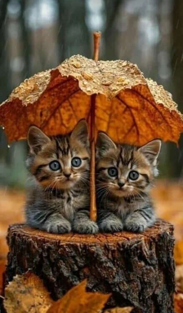 Metanoia100's tweet photo. It's raining, it's pouring ☔🌧️❤️🌈

#cats #CatsofTwittter #CatsLover #CatsOnTwitter https://t.co/ylRlkAtry8