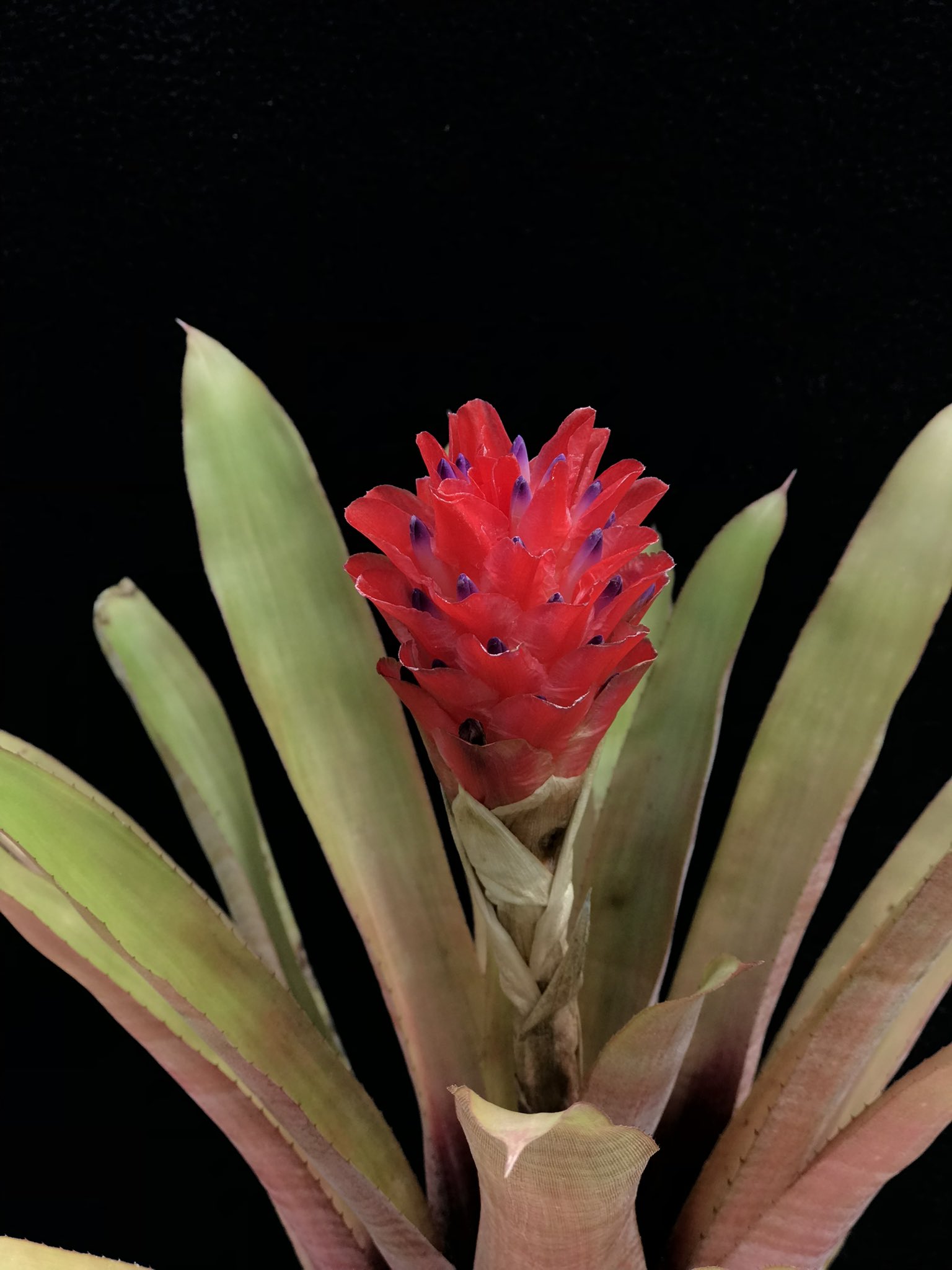 ユ*キ様 quesnelia seideliana (red form) 一苗 ユ*キ様 quesnelia seideliana (red form) 一苗 Succulents – Tagged