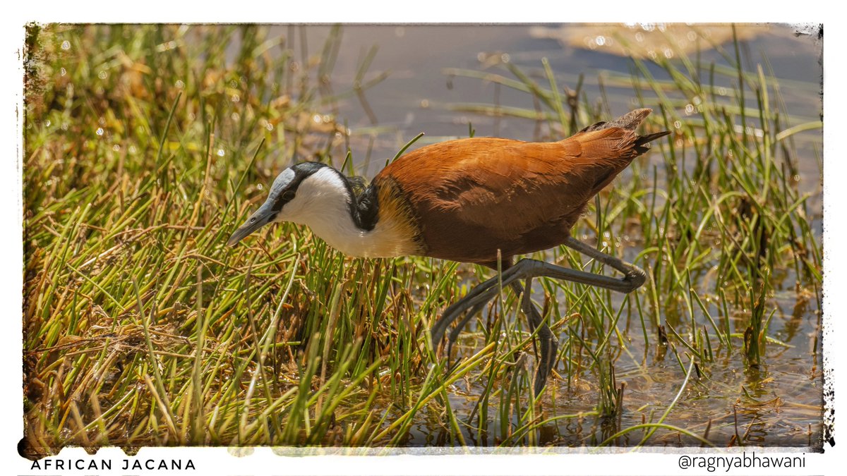 ragnyabhawani's tweet photo. @kirola_hemant African Jacana
Bronze Jacana
Phesant Tailed Jacana
#Jacanas #SonyAlpha #BirdsOfTwitter #BirdPhotography https://t.co/jPZ90JYCsh