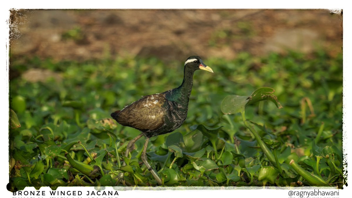 ragnyabhawani's tweet photo. @kirola_hemant African Jacana
Bronze Jacana
Phesant Tailed Jacana
#Jacanas #SonyAlpha #BirdsOfTwitter #BirdPhotography https://t.co/jPZ90JYCsh