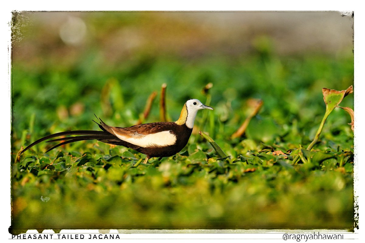 ragnyabhawani's tweet photo. @kirola_hemant African Jacana
Bronze Jacana
Phesant Tailed Jacana
#Jacanas #SonyAlpha #BirdsOfTwitter #BirdPhotography https://t.co/jPZ90JYCsh