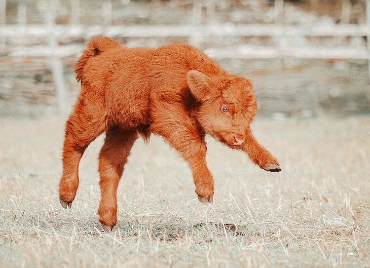 𝐌𝐚𝐫𝐢 𝐂𝐥𝐨𝐰𝐧 🐮 Modo moo tweet media