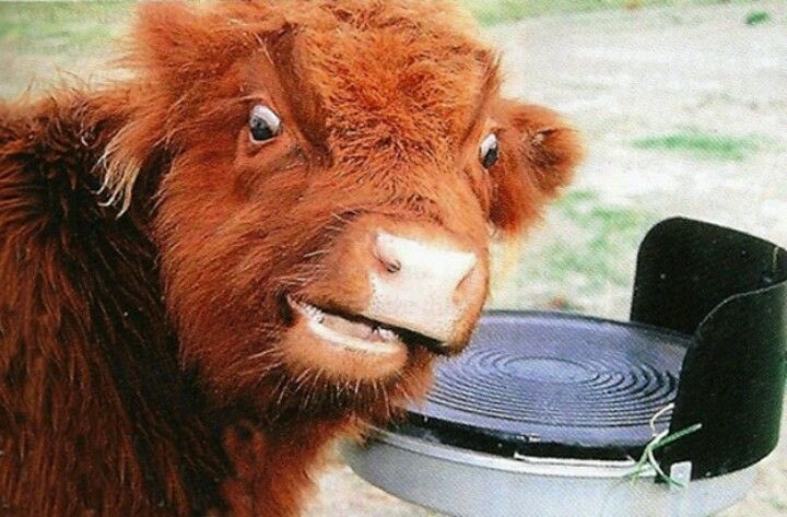 𝐌𝐚𝐫𝐢 𝐂𝐥𝐨𝐰𝐧 🐮 Modo moo tweet media