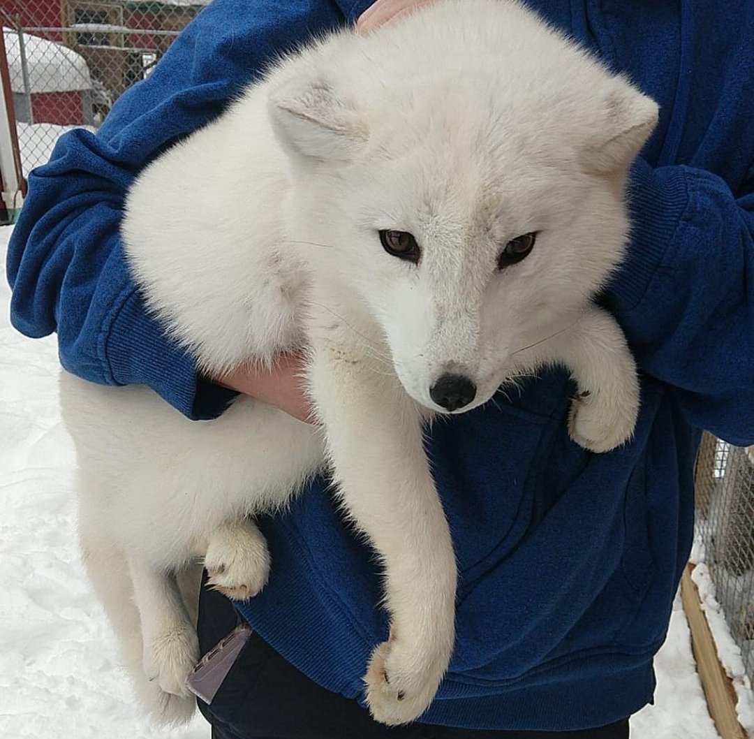 artictfox344's tweet photo. Durchhalten und Ruhe bewahren 😀❄️ Aber ich werde das definitiv nicht versuchen, es sei denn, ich habe sie selbst großgezogen ❄️🥶🥶🦊🦊 https://t.co/jdcbeMWwSR