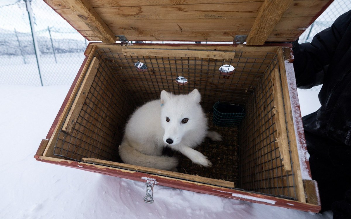 artictfox344's tweet photo. Ratet mal, wem wir ein süßes Gesicht gemacht haben 🦊❄️🥶 https://t.co/zPLy56zOYn