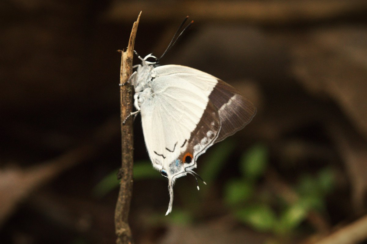 Tarunkishwor Yumnam ꯇꯔꯨꯟ ꯌꯨꯝꯅꯥꯝ tweet media