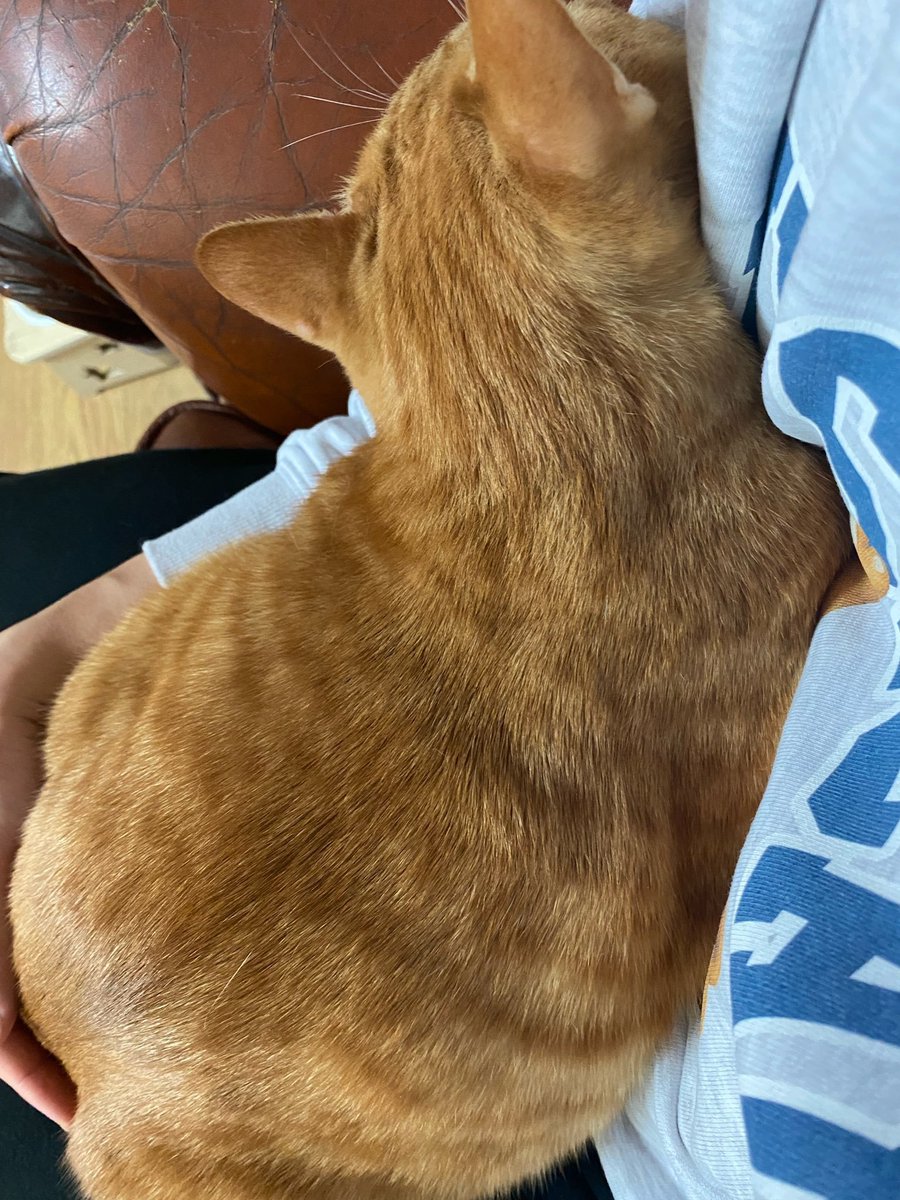 userlinoring's tweet photo. do you ever think and cry about the fact that every time minho goes back home soonie attaches himself to him.... https://t.co/9ajc8WhbuD