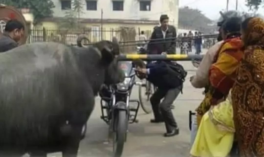 फाटक बंद होने पर भैस 
रुक गयी लेकिन इंसान नहीं, 
अब बताओं अक्ल बड़ी या भैंस