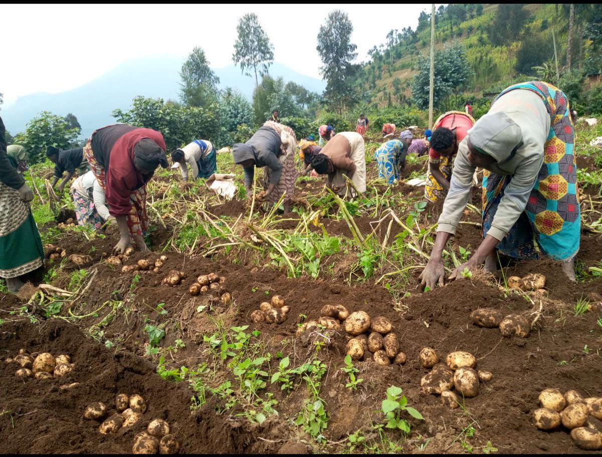 CgiarFarming's tweet photo. 📢 Exciting news for Rwanda's agricultural sector! On November 29, 2024, the Rwanda Soil Information System (RwaSIS) was launched in Kigali, marking a significant step toward revolutionizing agricultural productivity.📚 about RwaSIS in our article https://t.co/zCecr3PW9W 
#RwaSIS https://t.co/oMv2oef9Kt