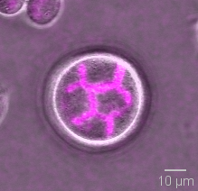 Job Opportunity: my lab seeks a Laboratory Technician for cell biology research (11-month contract, 0.5–1.0 FTE).
Requirements:
Mammalian cell culture, western blotting &amp; immunofluorescence, qPCR
Apply by Dec 10, 2024
muni.cz/o-univerzite/k…