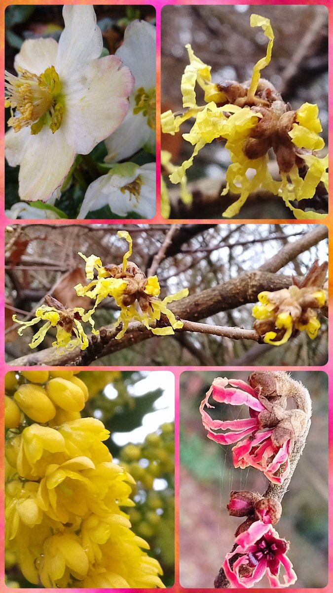 #FlowersOnFriday A beautiful wintry selection seen this week, well 'tis the season 😍 Christmas roses , witch hazel and mahonia. #DailyFlowers #positivity #joy #vitaminN
