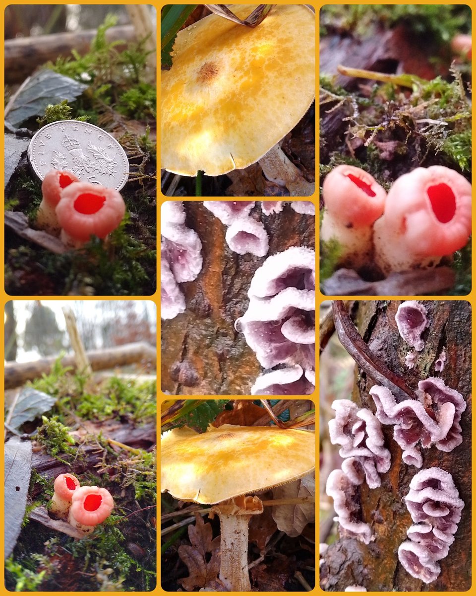 #FungiFriday Scarlet elf cups, silver leaf fungus with it's lilac edging and an unknown larger golden one! All seen this week #fungi #mushrooms #vitaminN