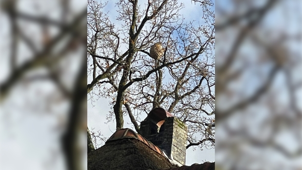 [Regio] Hebbes! Één nest Aziatische hoornaar gevonden  -  huizernieuws.nl/l/347507
