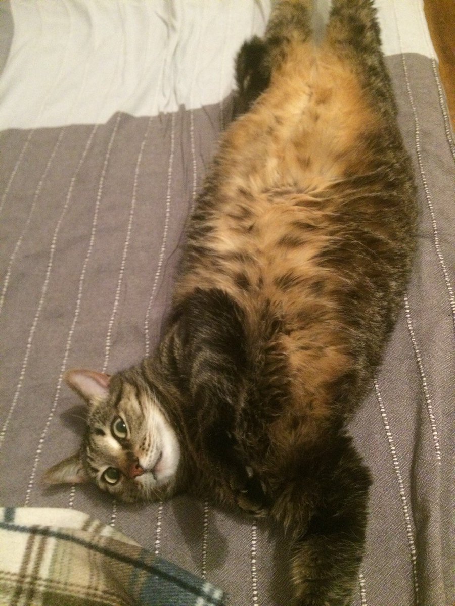 Dmitrii 迪玛 Lunin tweet media