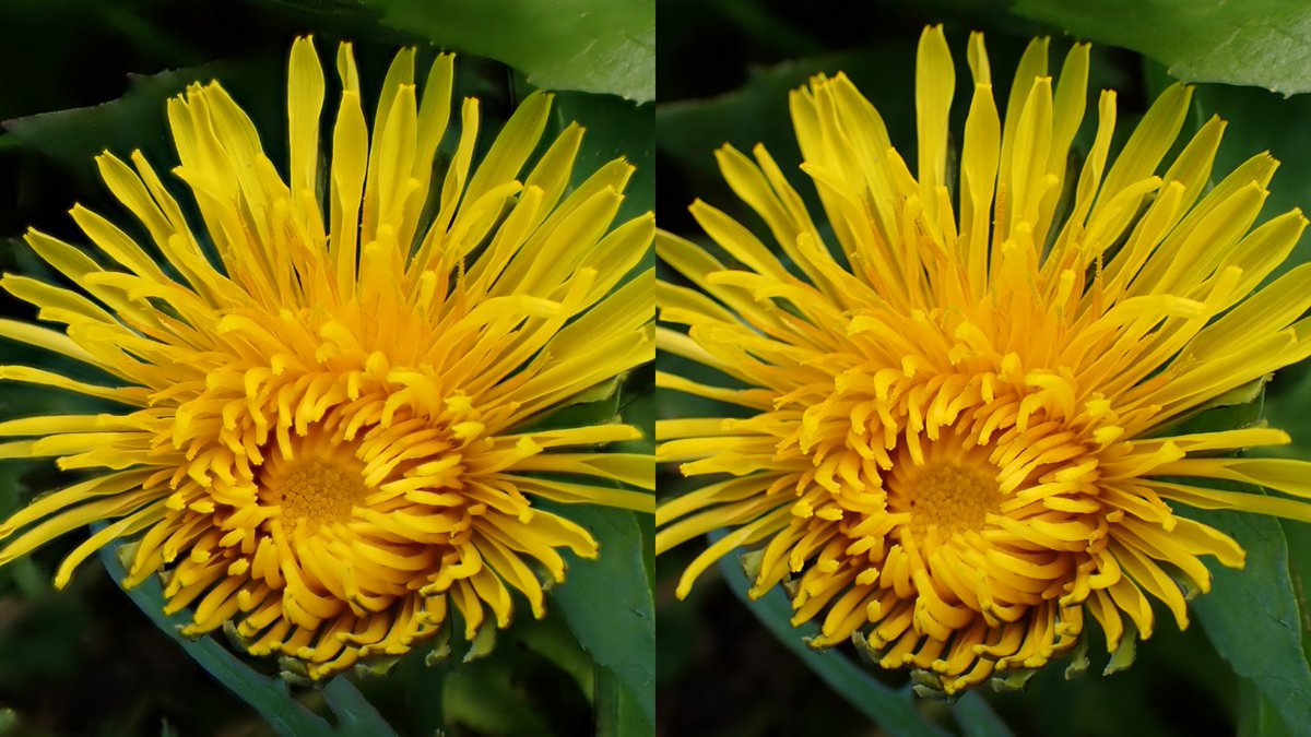DandelionAppre1's tweet photo. Eye eye, it's Friday! #dandelions, #FlowersOnFriday https://t.co/PQ4OeR3YnQ