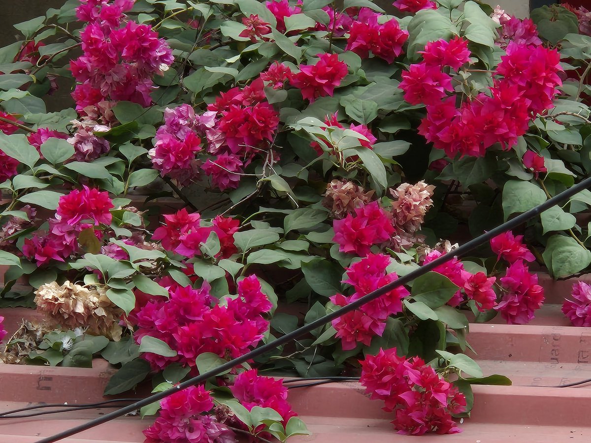 SKPRAV's tweet photo. Good day friends🧡
Bougainvillea in bloom
#TwitterNatureCommunity 
#TwitterNaturePhotography 
#NaturePhotography 
#naturelovers #photooftheday 
#photographyisart 
#photographylovers https://t.co/tC0GVMTn5N