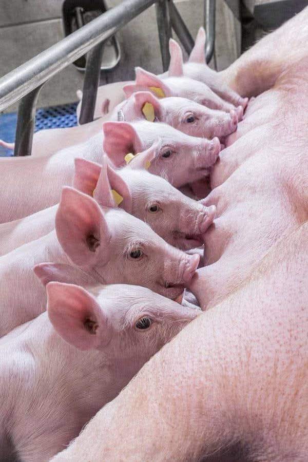 7 IMPORTANT PIG FARMING TIPS

1. HOUSING : Provide pigs with a clean and dry shelter that protects them from extreme weather conditions. Make sure the housing is well-ventilated and has enough space for the pigs to move around comfortably. 

2. FEEDING : Pigs are omnivores and