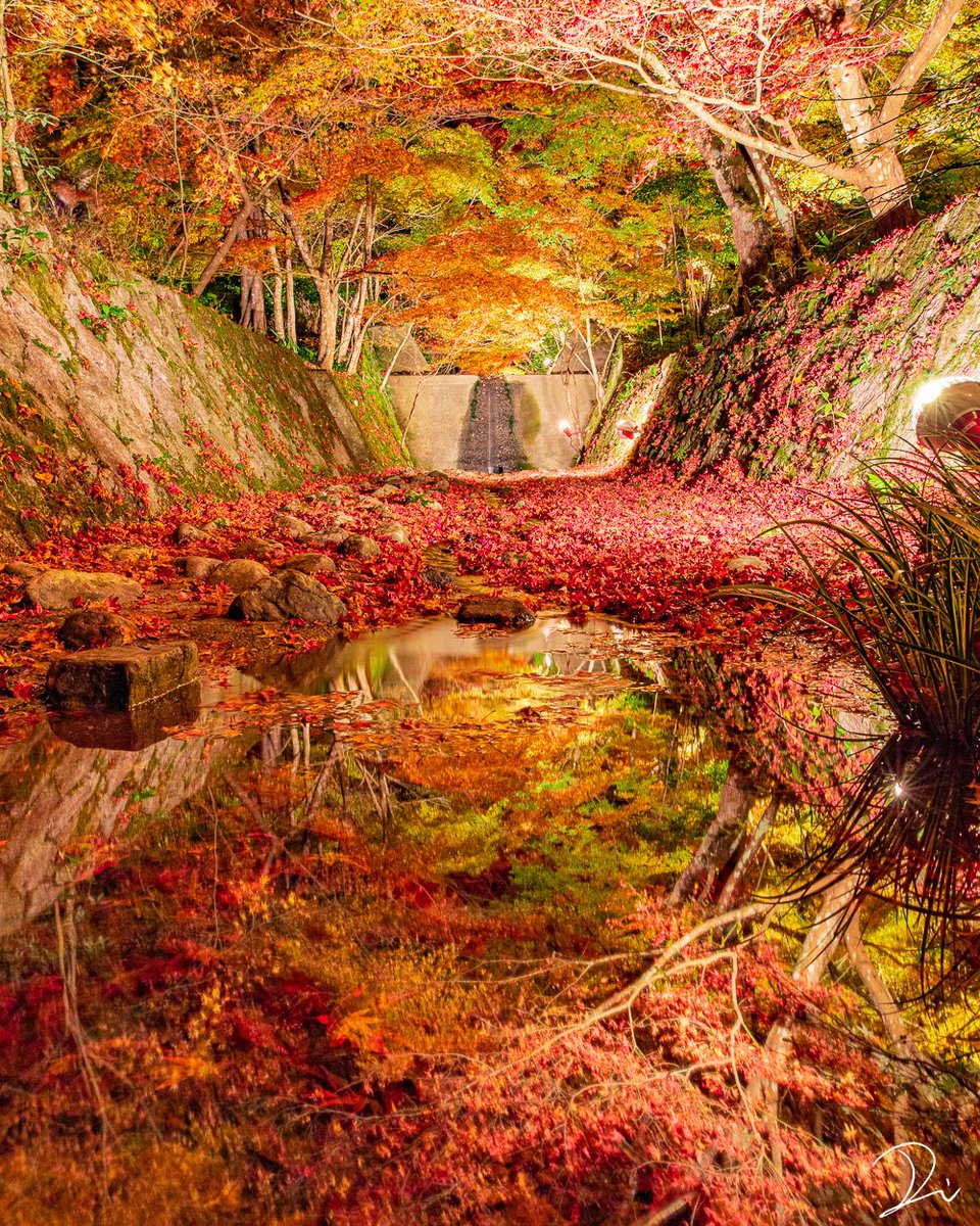 usalica's tweet photo. 紅葉を映す川🍁 https://t.co/KypjImuvdN