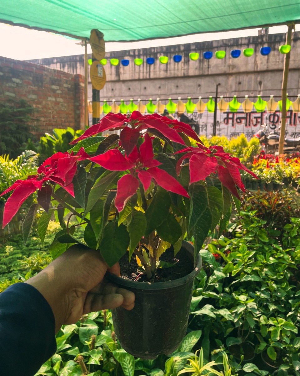 rajputfarms1's tweet photo. “Looking to add a touch of festive beauty to your home in Kanpur? 🌺Rajput Farms offers vibrant Poinsettia plants, perfect for brightening up your Christmas decorations! With their rich red bracts and holiday charm, they’re a must-have this season. #RajputFarms #PoinsettiaKanpur https://t.co/aX49FwwAnC