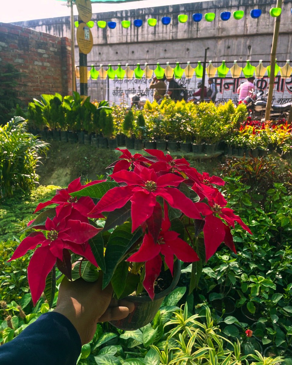 rajputfarms1's tweet photo. “Looking to add a touch of festive beauty to your home in Kanpur? 🌺Rajput Farms offers vibrant Poinsettia plants, perfect for brightening up your Christmas decorations! With their rich red bracts and holiday charm, they’re a must-have this season. #RajputFarms #PoinsettiaKanpur https://t.co/aX49FwwAnC