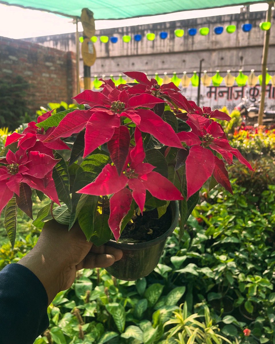 rajputfarms1's tweet photo. “Looking to add a touch of festive beauty to your home in Kanpur? 🌺Rajput Farms offers vibrant Poinsettia plants, perfect for brightening up your Christmas decorations! With their rich red bracts and holiday charm, they’re a must-have this season. #RajputFarms #PoinsettiaKanpur https://t.co/aX49FwwAnC