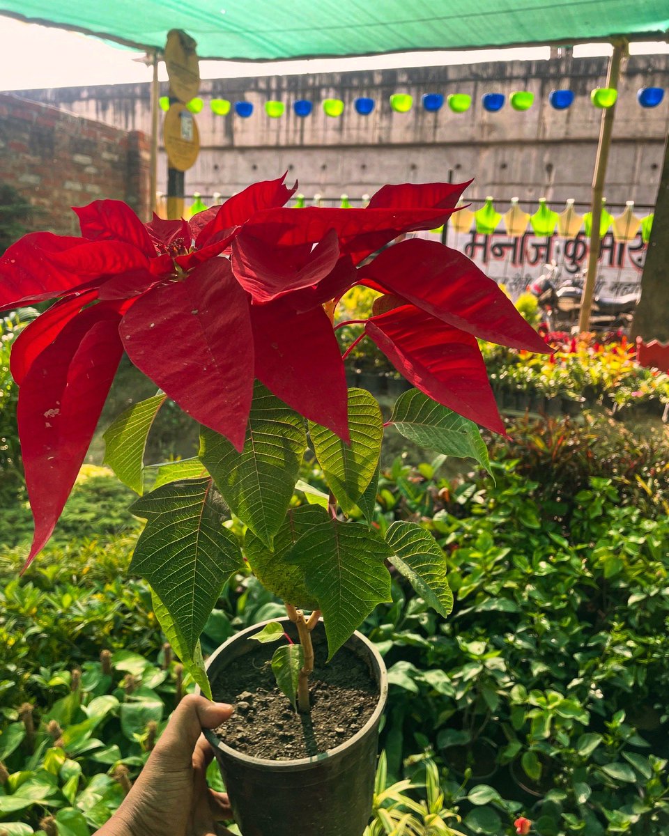rajputfarms1's tweet photo. “Looking to add a touch of festive beauty to your home in Kanpur? 🌺Rajput Farms offers vibrant Poinsettia plants, perfect for brightening up your Christmas decorations! With their rich red bracts and holiday charm, they’re a must-have this season. #RajputFarms #PoinsettiaKanpur https://t.co/aX49FwwAnC