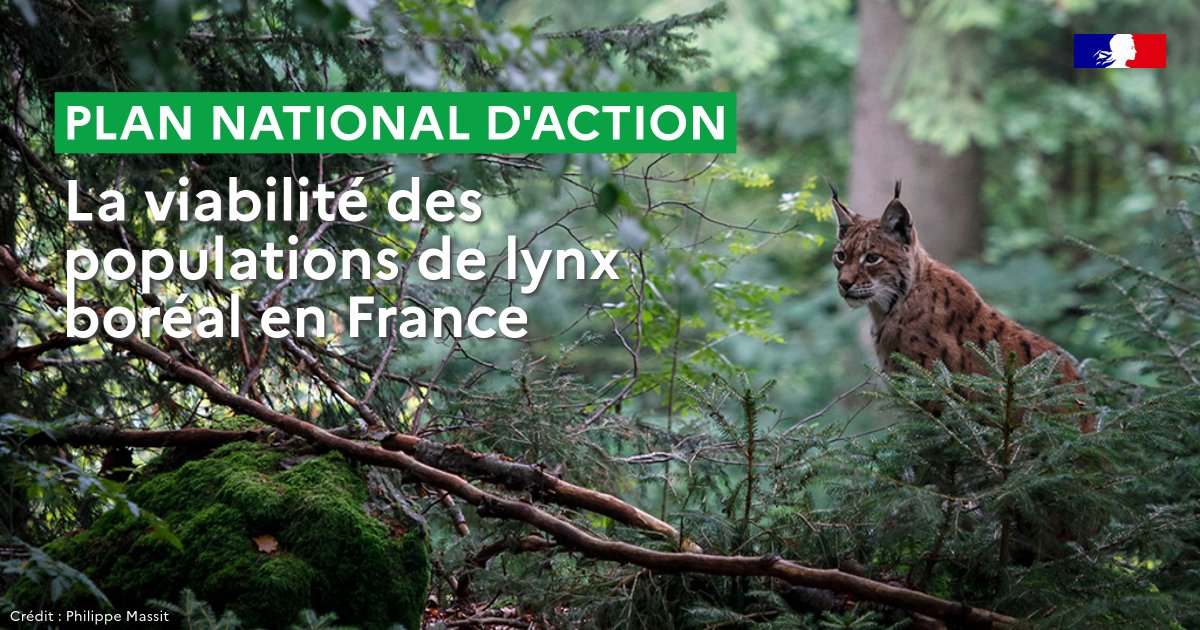 Office français de la biodiversité (@ofbiodiversite) on Twitter photo 🐱 <a href="/Le_Museum/">Muséum national d'Histoire naturelle</a> et l’OFB ont remis le mercredi 4 déc 2024 au comité de pilotage du Plan National d’Action Lynx un rapport d’expertise scientifique collective et technique sur la viabilité des populations de lynx boréal en France
👉 Les recommandations : ofb.gouv.fr/actualites/via… 🐱 <a href="/Le_Museum/">Muséum national d'Histoire naturelle</a> et l’OFB ont remis le mercredi 4 déc 2024 au comité de pilotage du Plan National d’Action Lynx un rapport d’expertise scientifique collective et technique sur la viabilité des populations de lynx boréal en France
👉 Les recommandations : ofb.gouv.fr/actualites/via…