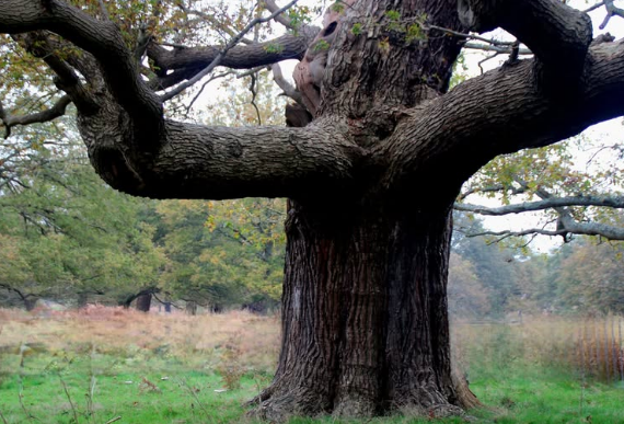 RuckLife2's tweet image. This tree in #RichmondPark has incredibly thick branches #thicktrunktuesday