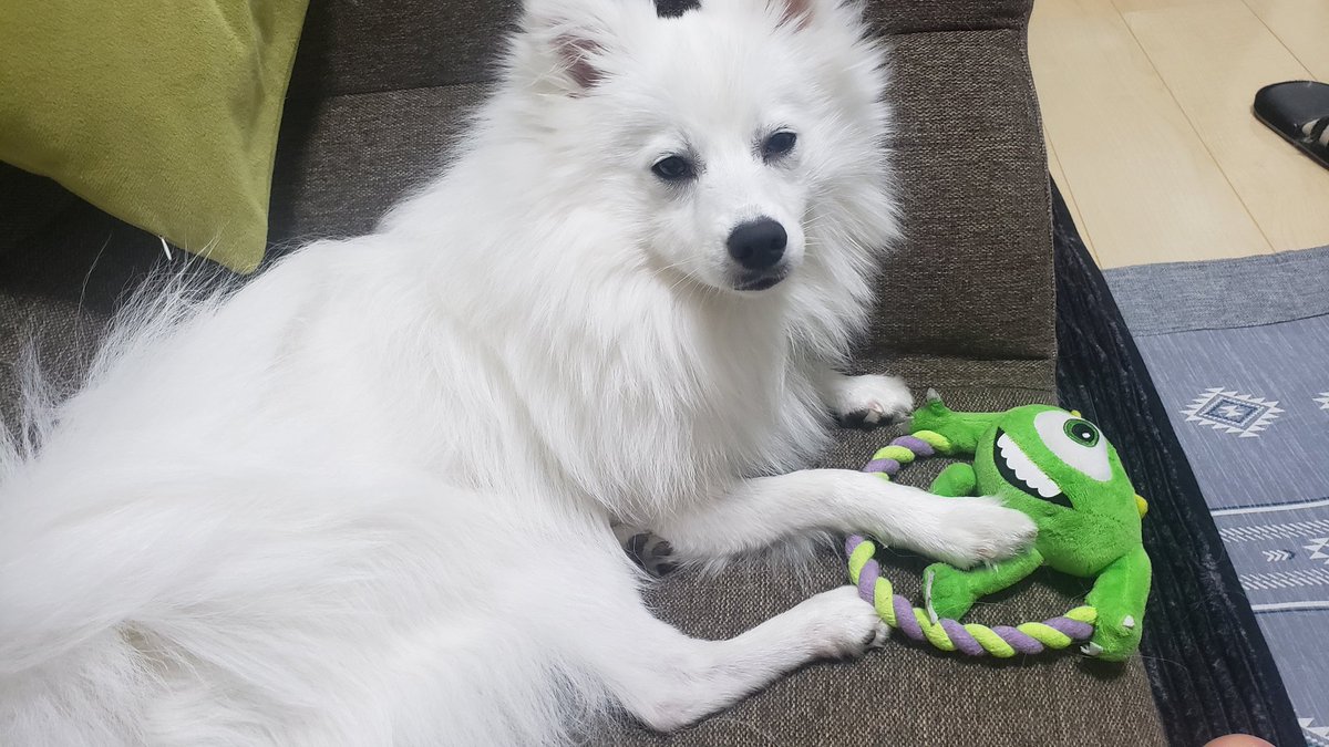 hirussyi's tweet photo. リンがいなくなって1年と111
日。

みなさんの貴重な意見、情報ありがとうございます。

はやくいい報告がしたいです。

何でもいいので情報お願いします。

拡散もよろしくお願いします。

#迷子犬
#日本スピッツ
#拡散希望 
#いわき市
#勿来町
#スピッツ https://t.co/cvMxwqem6o