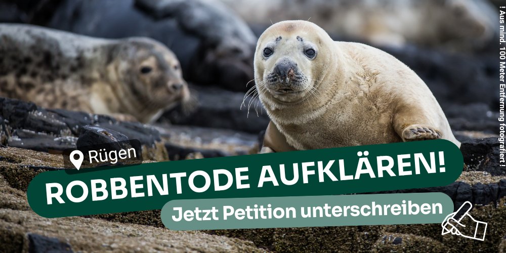 Das Land MV muss die #Kegelrobben-Tode vor #Rügen aufklären und Robbenschutz in der Fischerei konsequent durchsetzen! Mitte nächster Woche übergeben die @BUNDMV-Robbenschützer*innen ihre Petition an den Landtag. Jede Unterschrift zählt: bund-mecklenburg-vorpommern.de/petition-kegel… ✍️🌊